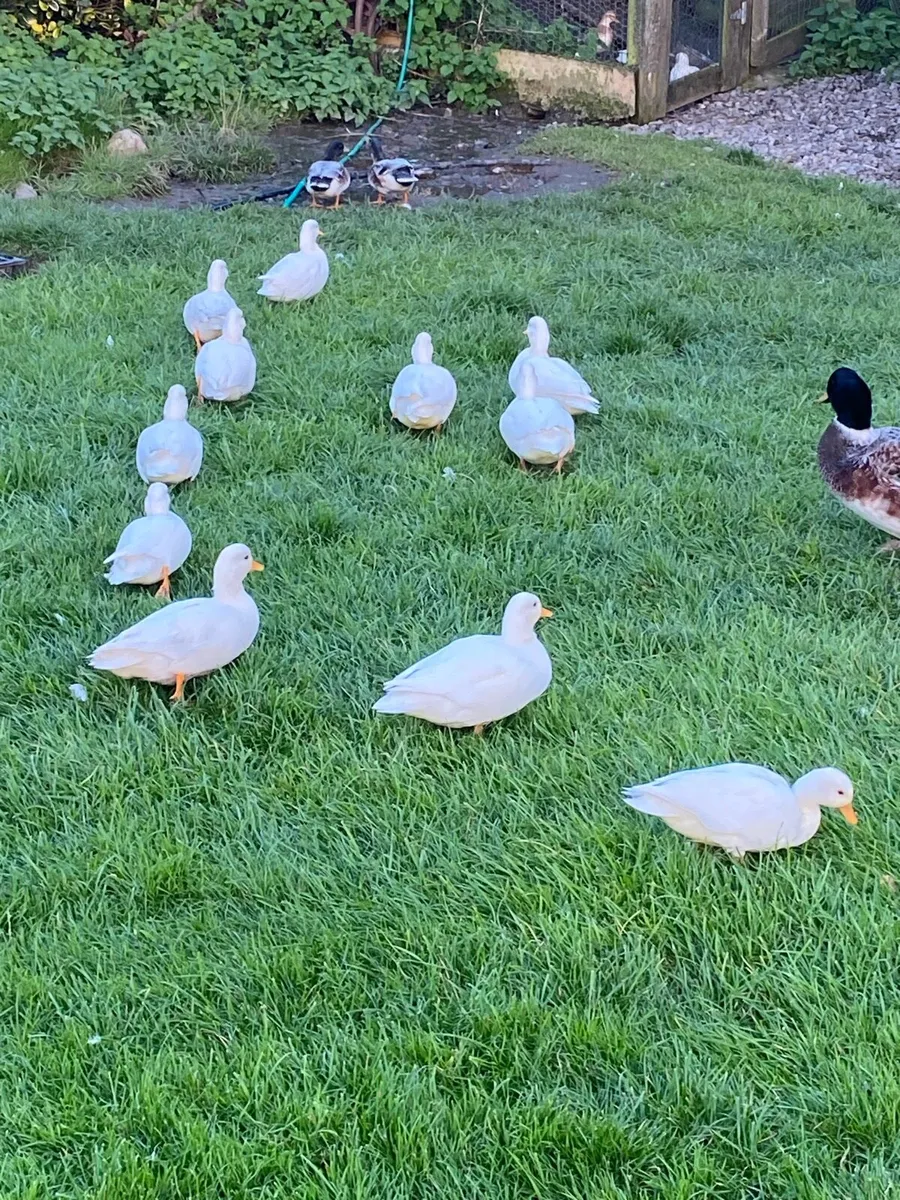 Call Ducks - Image 3