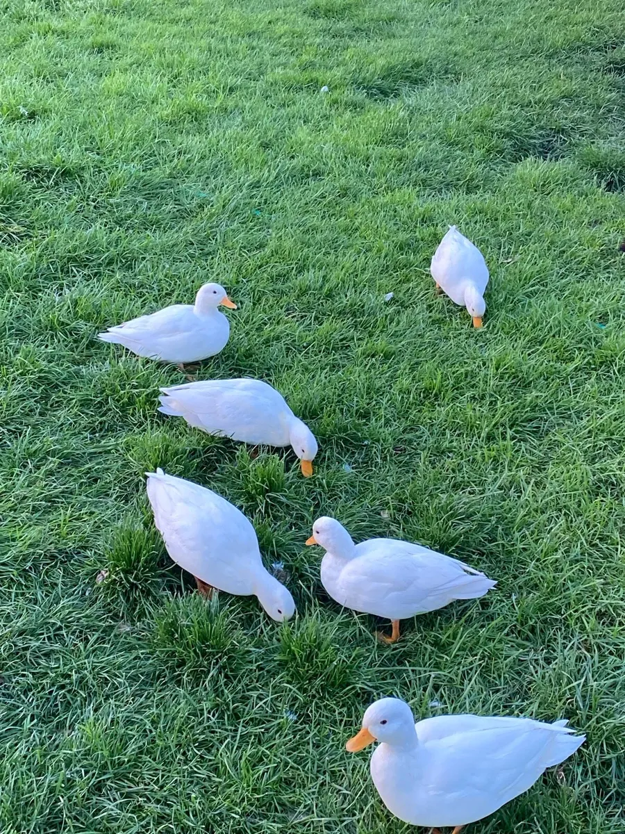 Call Ducks - Image 4