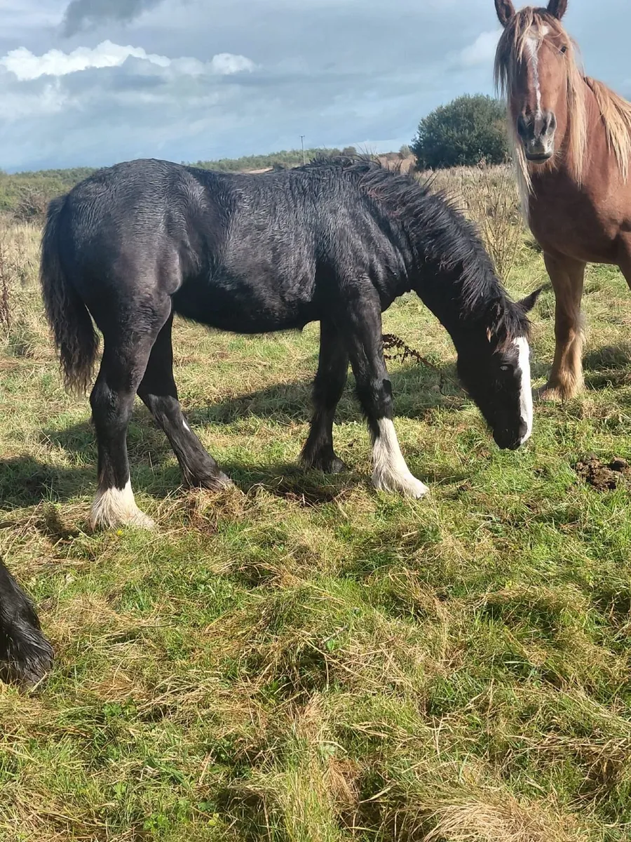 Black Cob Filly Foal - Image 3