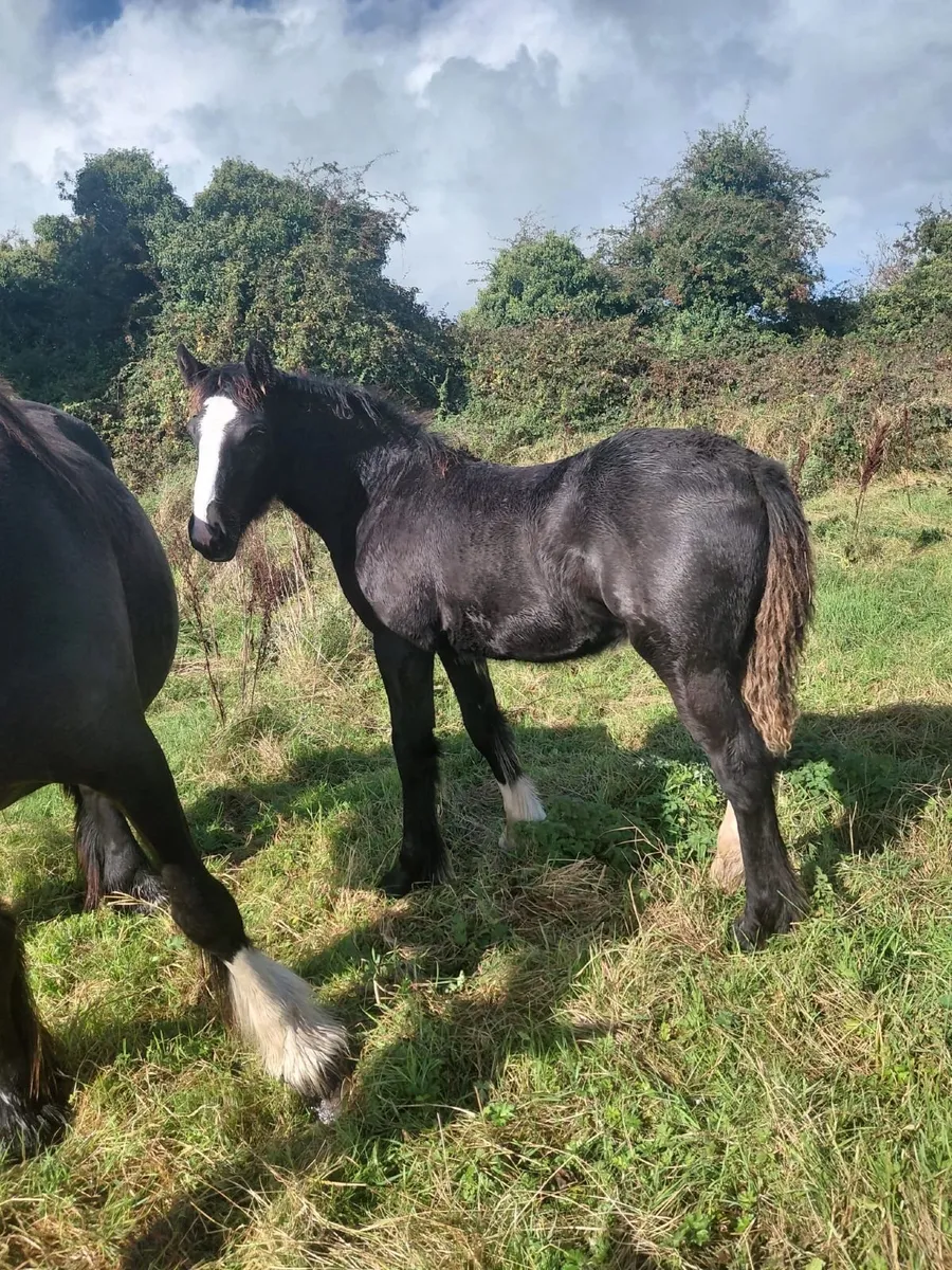 Black Cob Filly Foal - Image 1