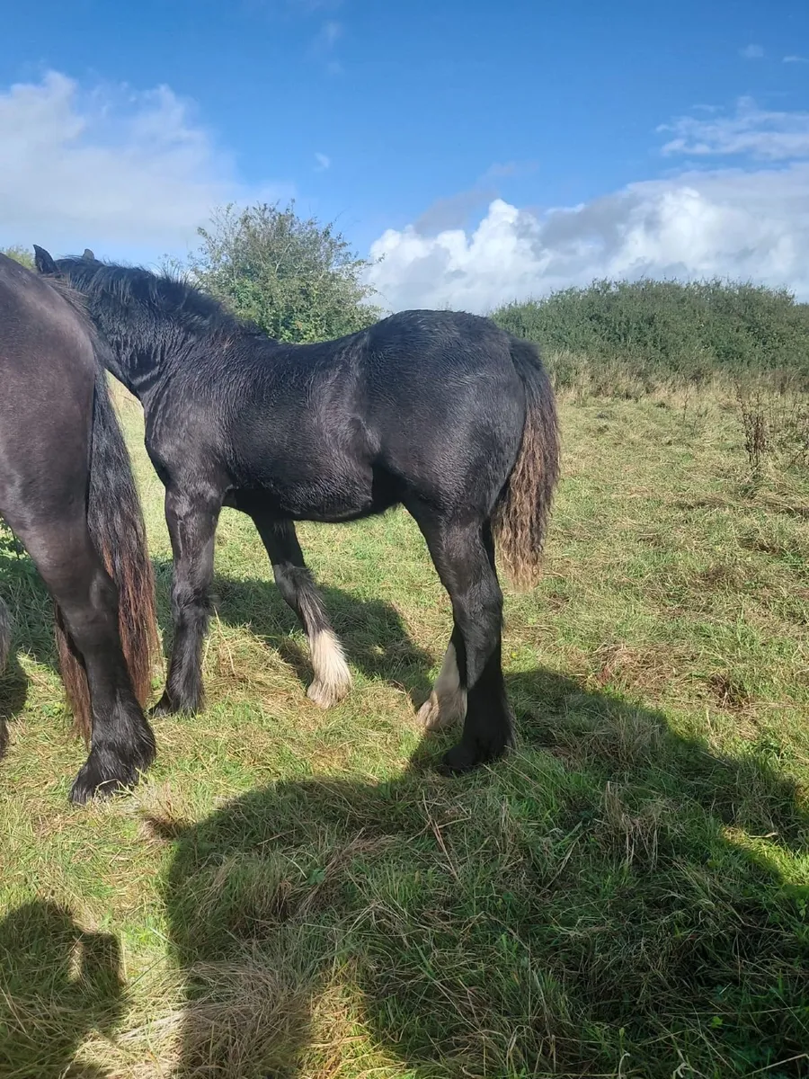 Black Cob Filly Foal - Image 2