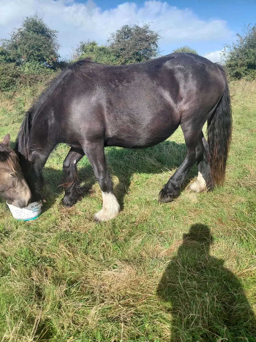 Black Cob Filly Foal - Image 4