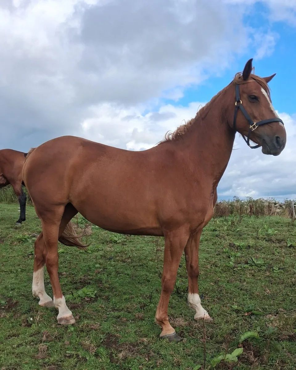 Tyson Mare (in foal) - Image 1