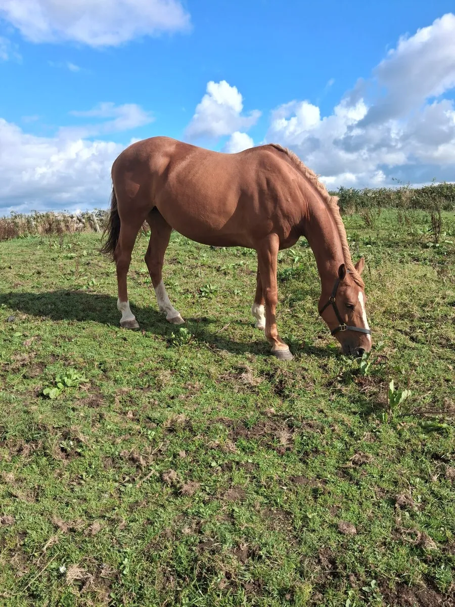 Tyson Mare (in foal) - Image 3