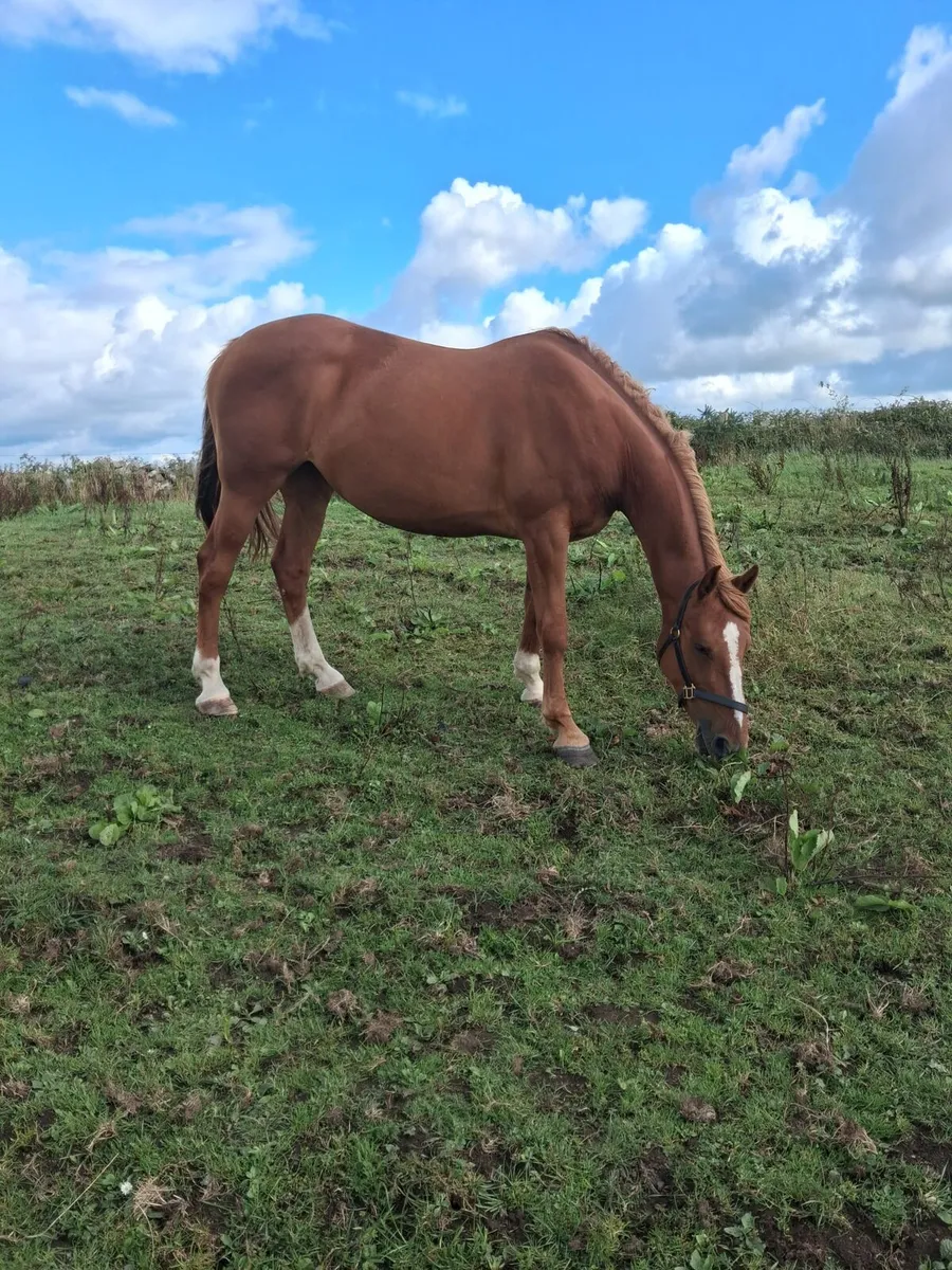 Tyson Mare (in foal) - Image 4