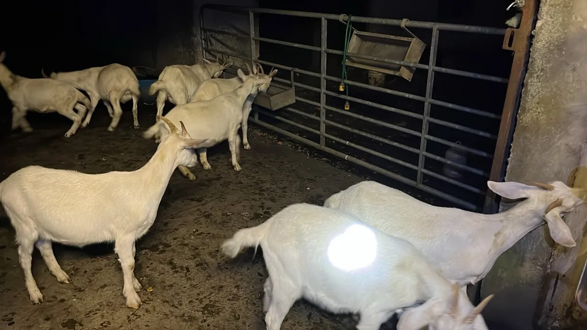 Goats