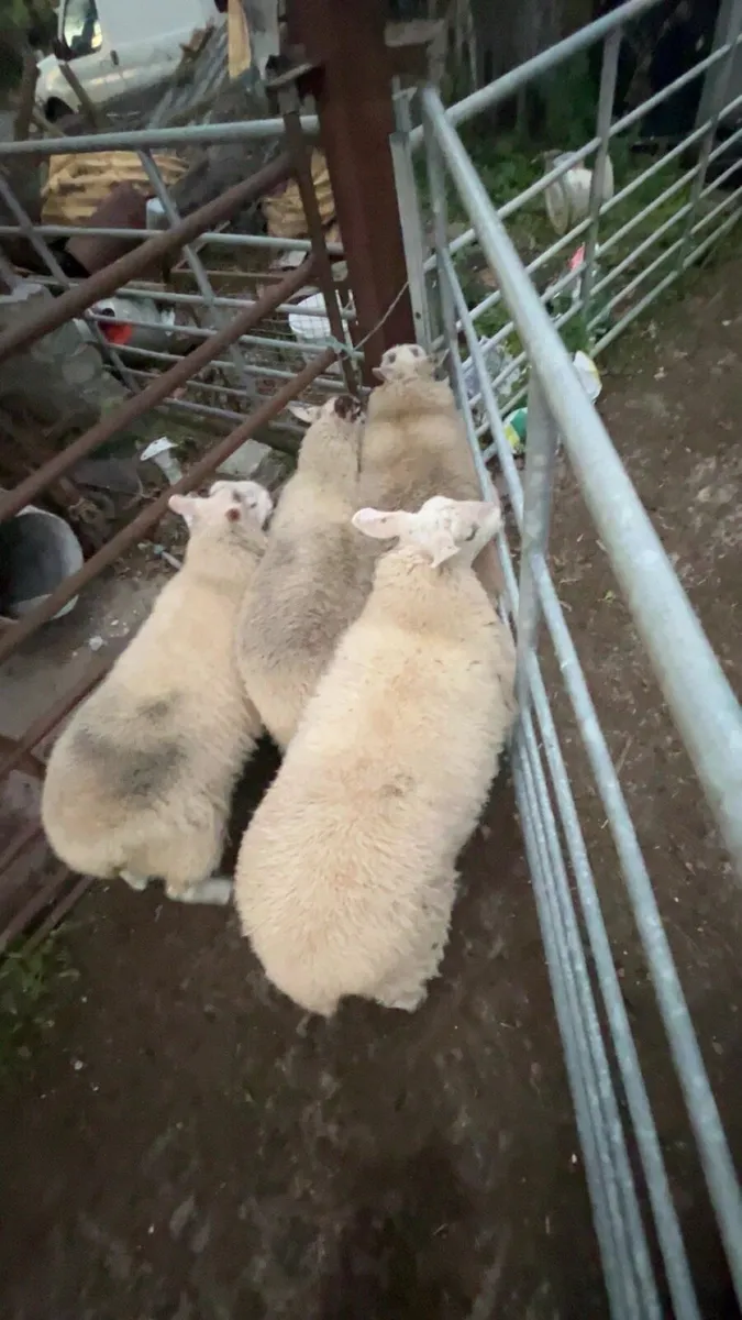 Sheep - Image 1