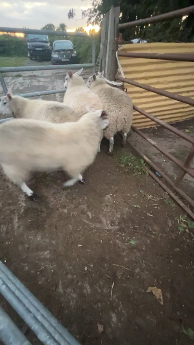 Sheep - Image 2