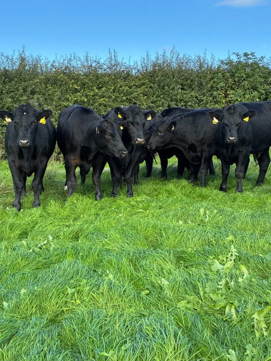 Angus bullocks - Image 2