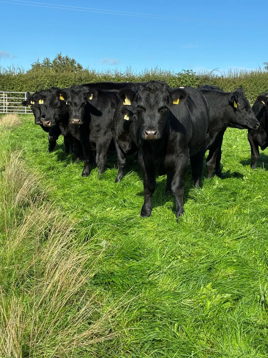 Angus bullocks - Image 1