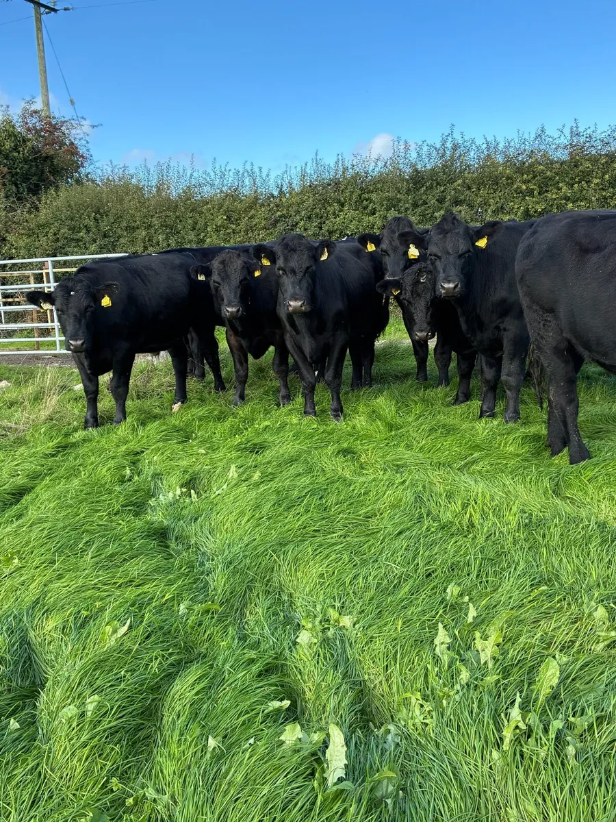 Angus bullocks - Image 3