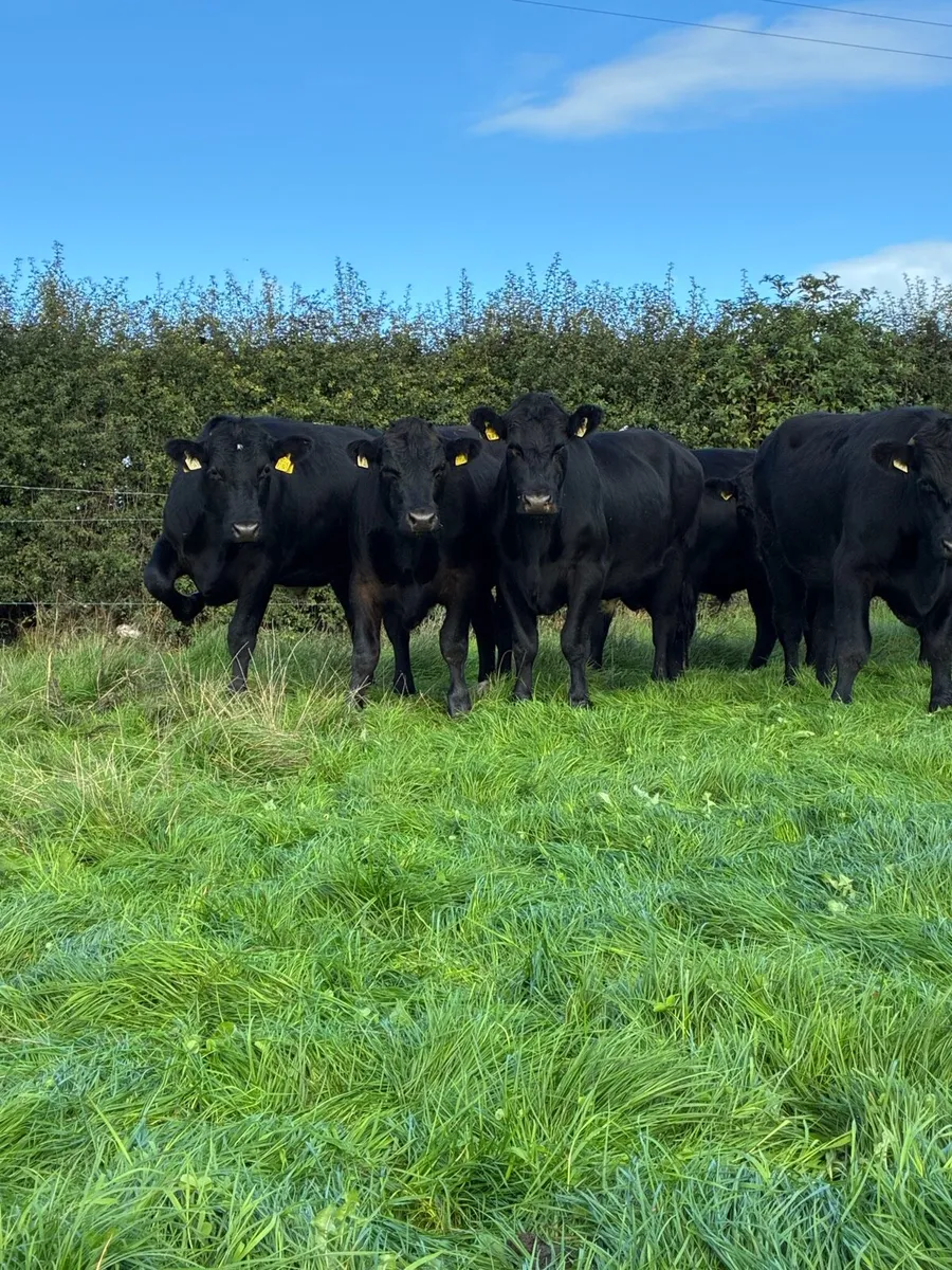 Angus bullocks - Image 4