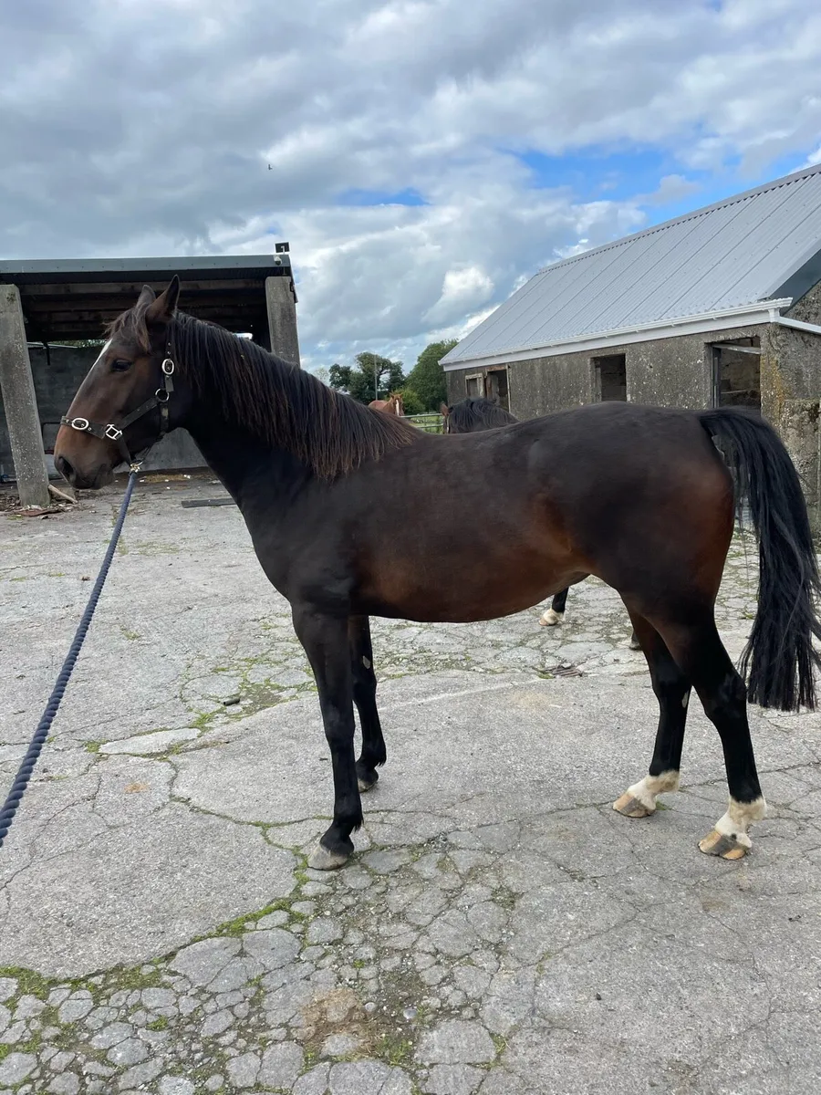 3 year old Filly - Image 3