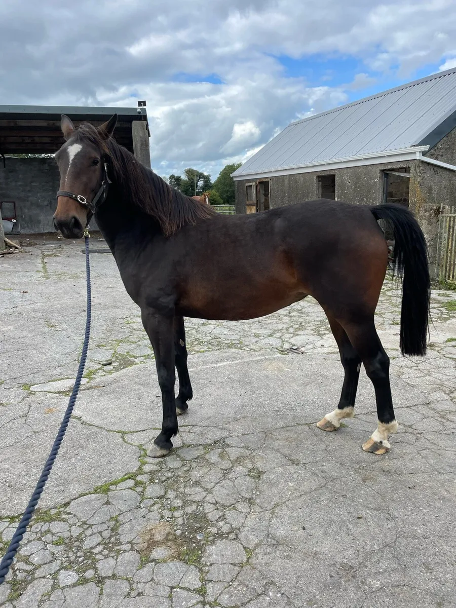 3 year old Filly - Image 1