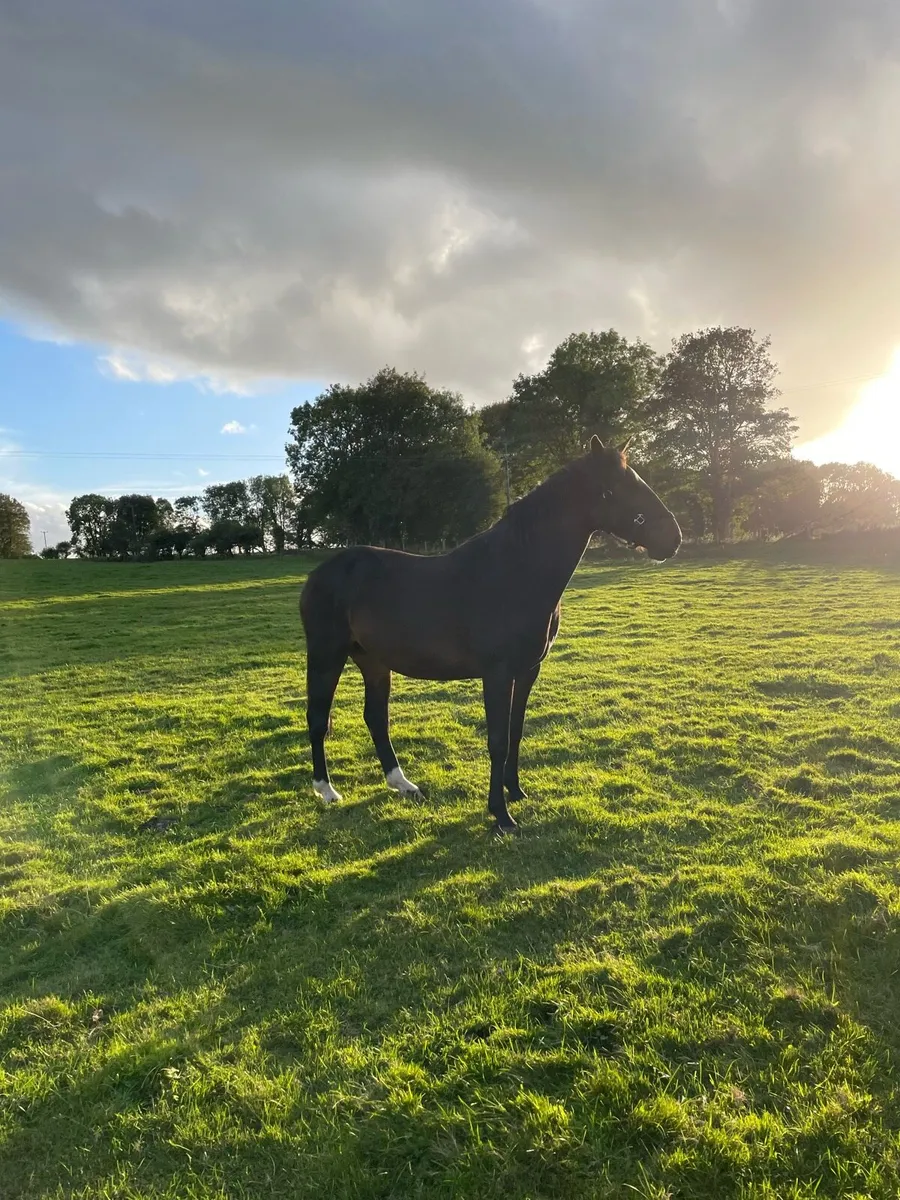 3 year old Filly - Image 4