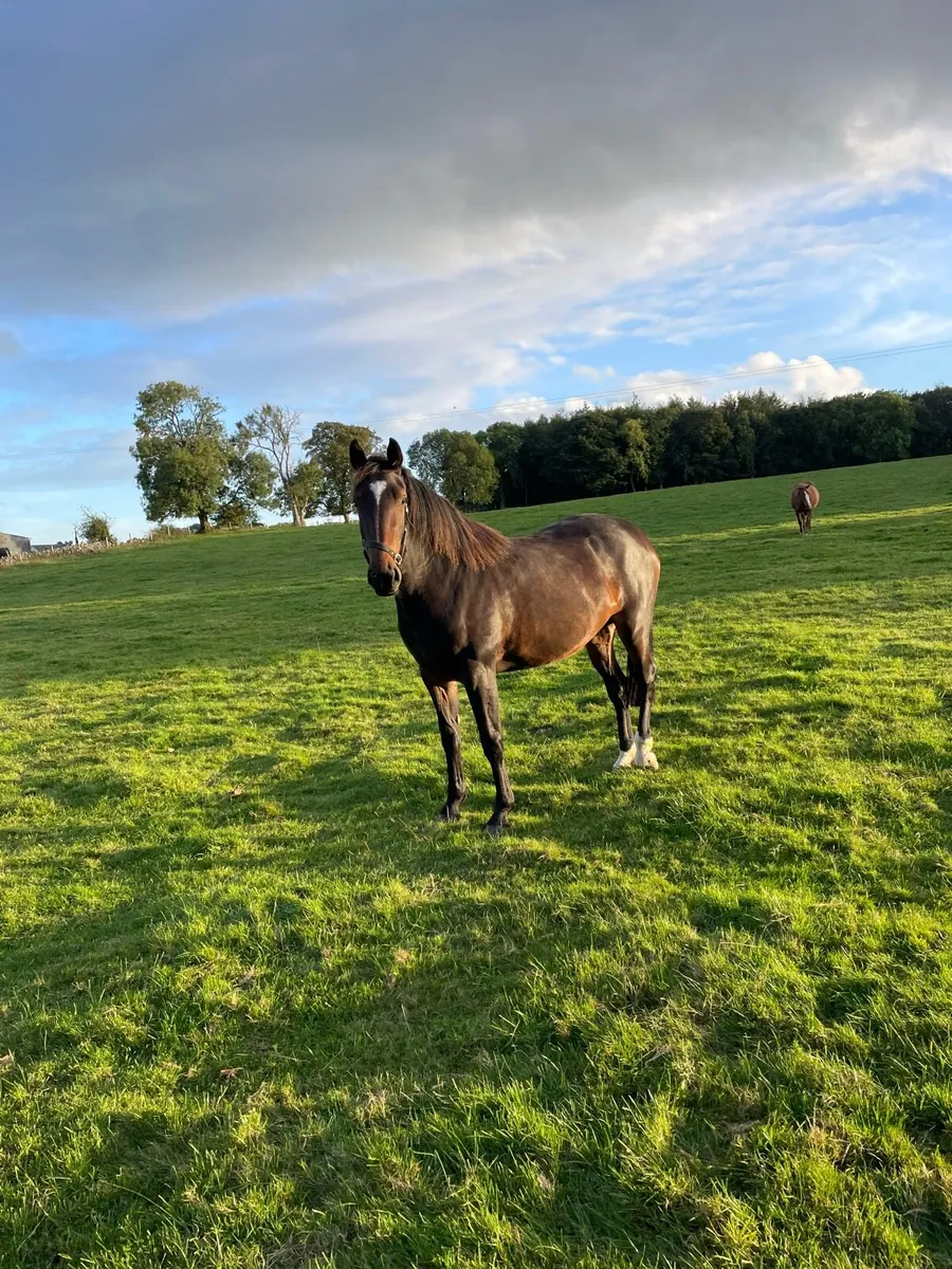3 year old Filly - Image 2