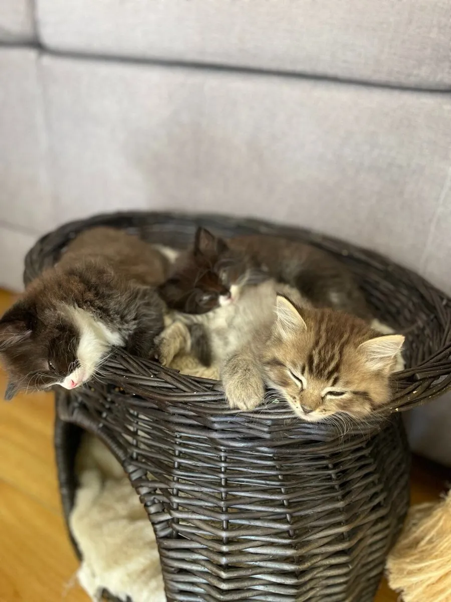 Beautiful and very playful kittens (3 left) - Image 1
