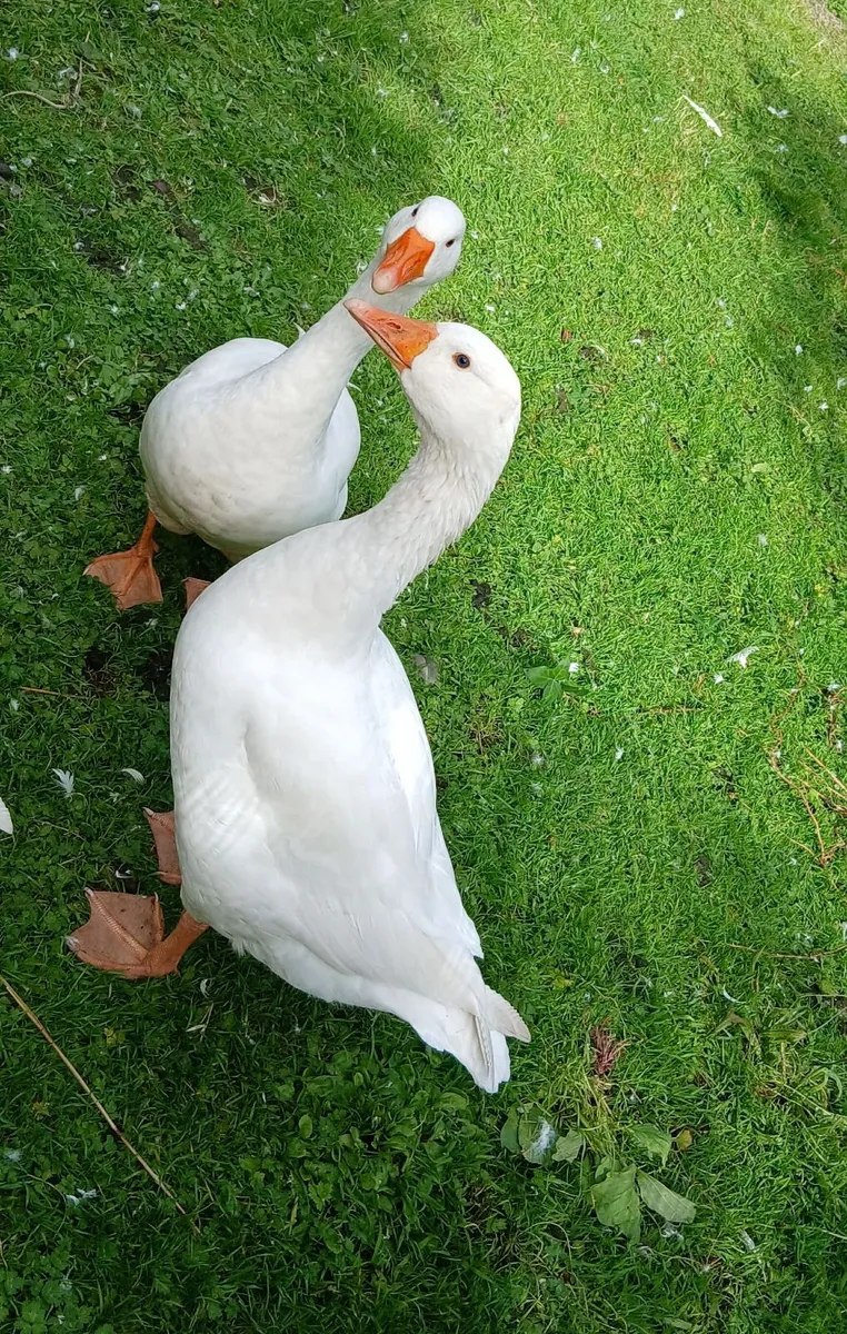 Geese - Image 1