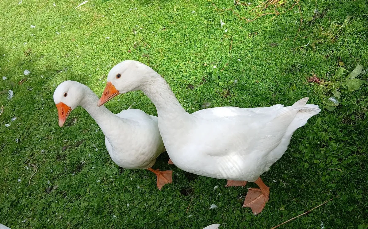 Geese - Image 2