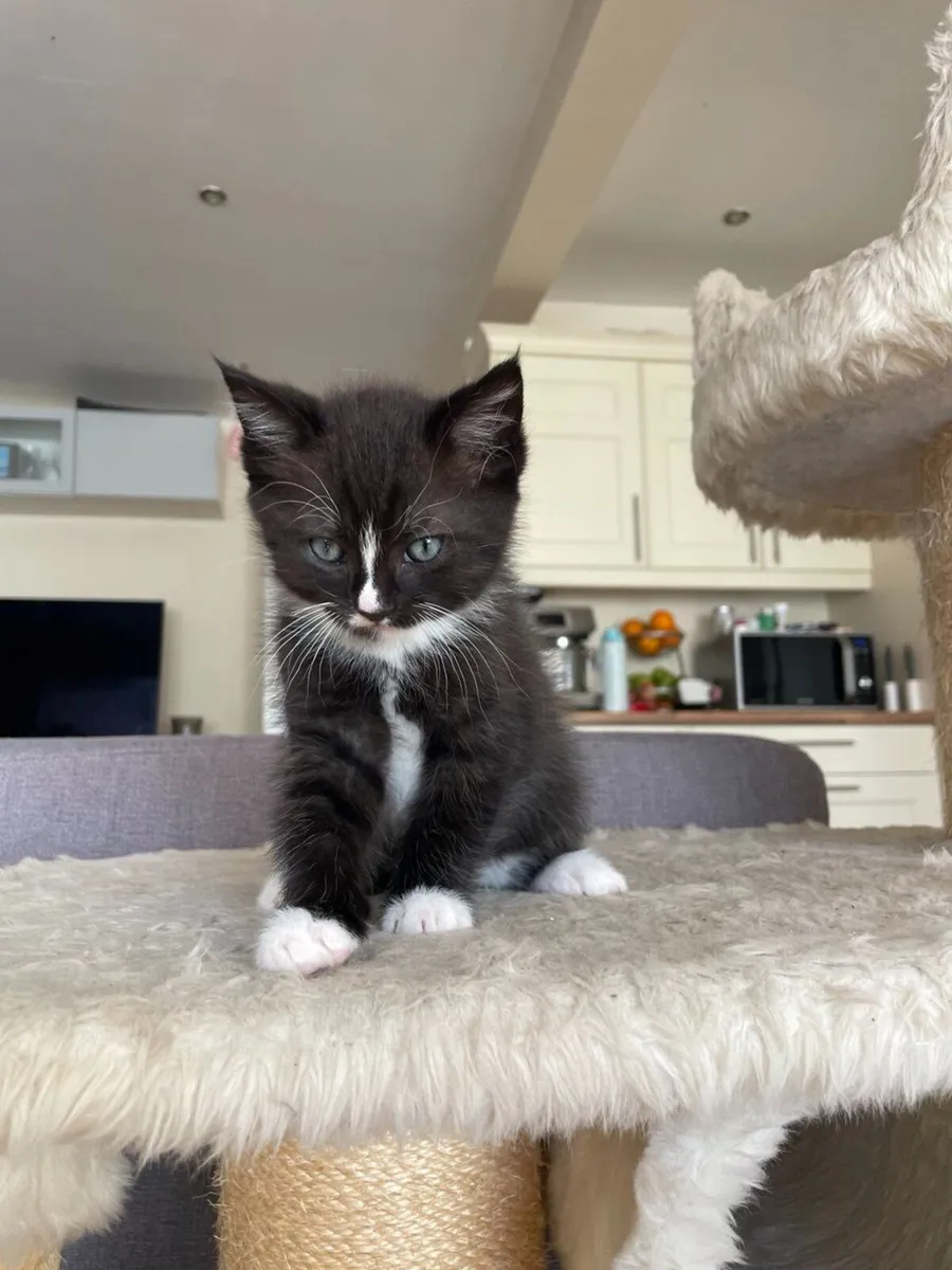 Beautiful and very playful kittens (3 left) - Image 2