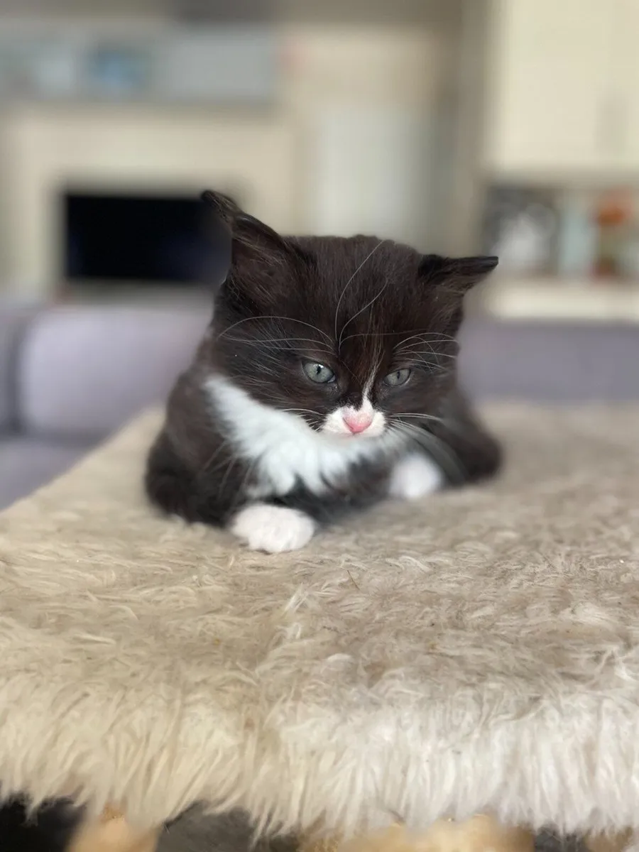 Beautiful and very playful kittens (3 left) - Image 3
