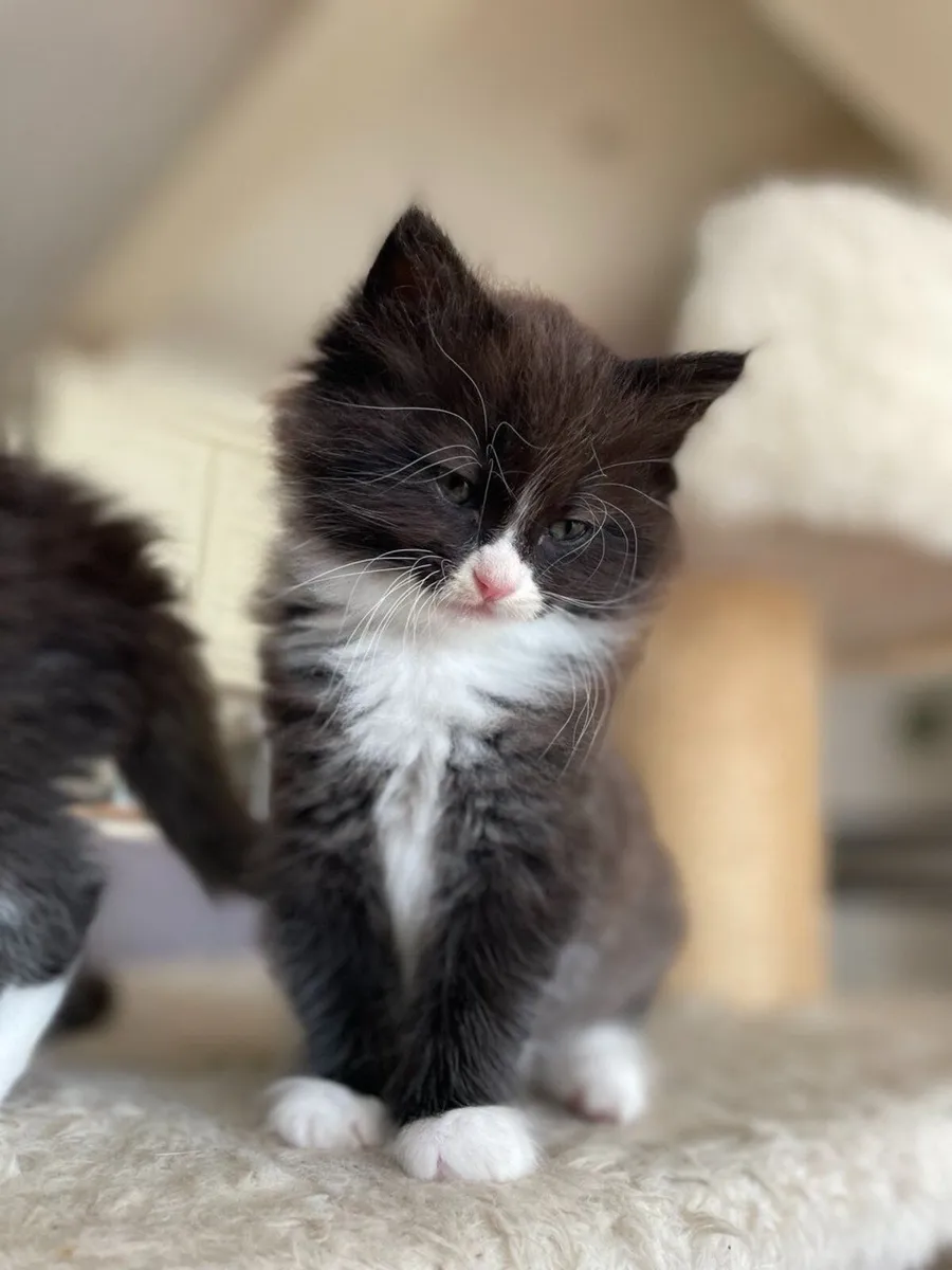 Beautiful and very playful kittens (3 left) - Image 4