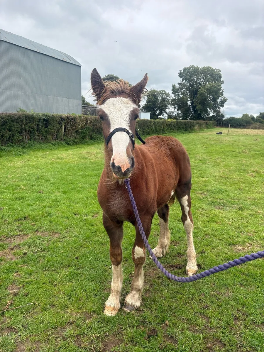 Filly foal - Image 2