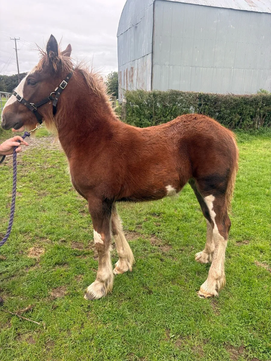 Filly foal - Image 3
