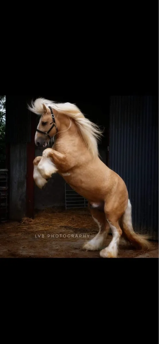 Filly foal - Image 4