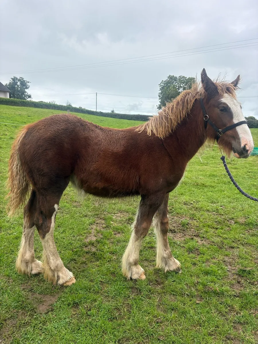 Filly foal - Image 1