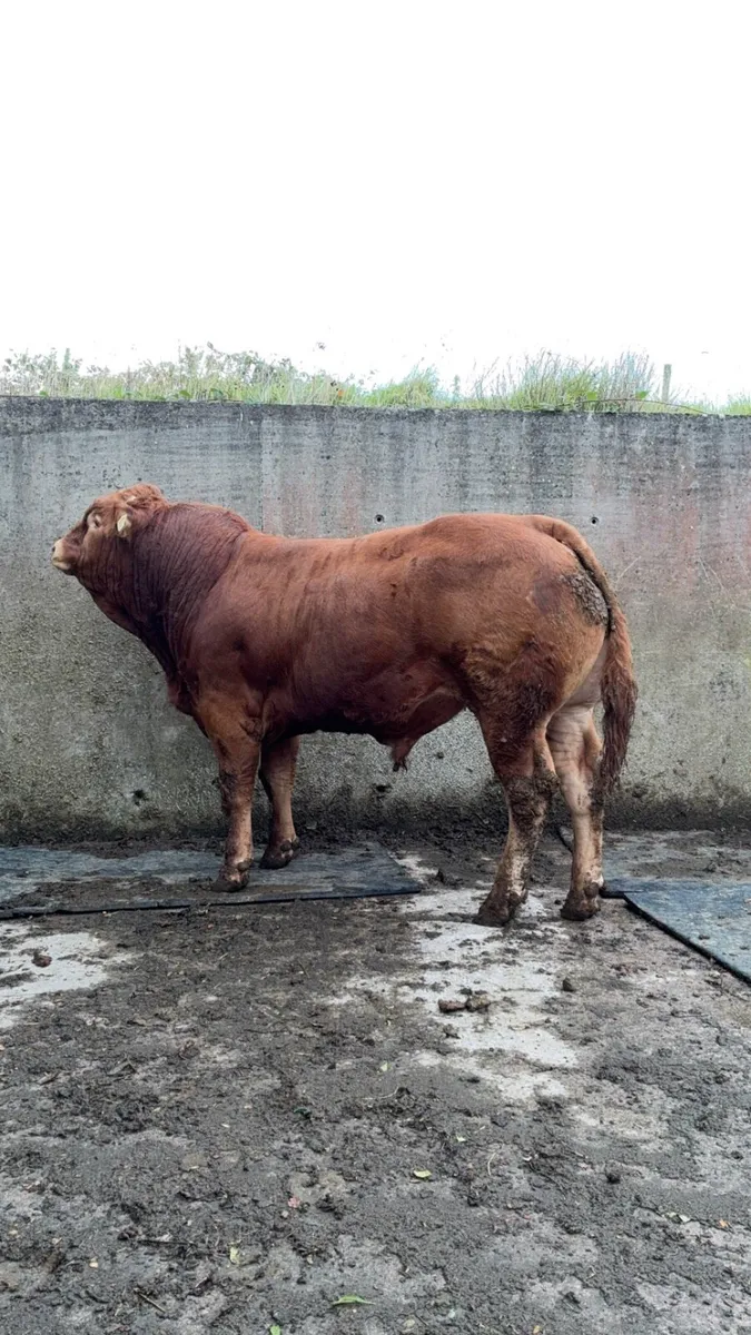 PBR Limousin Bulls - Image 2