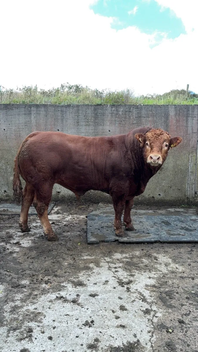 PBR Limousin Bulls - Image 3
