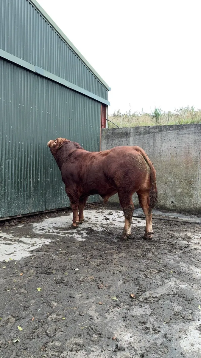 PBR Limousin Bulls - Image 4