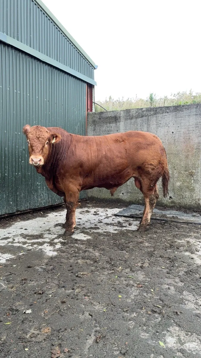 PBR Limousin Bulls - Image 1