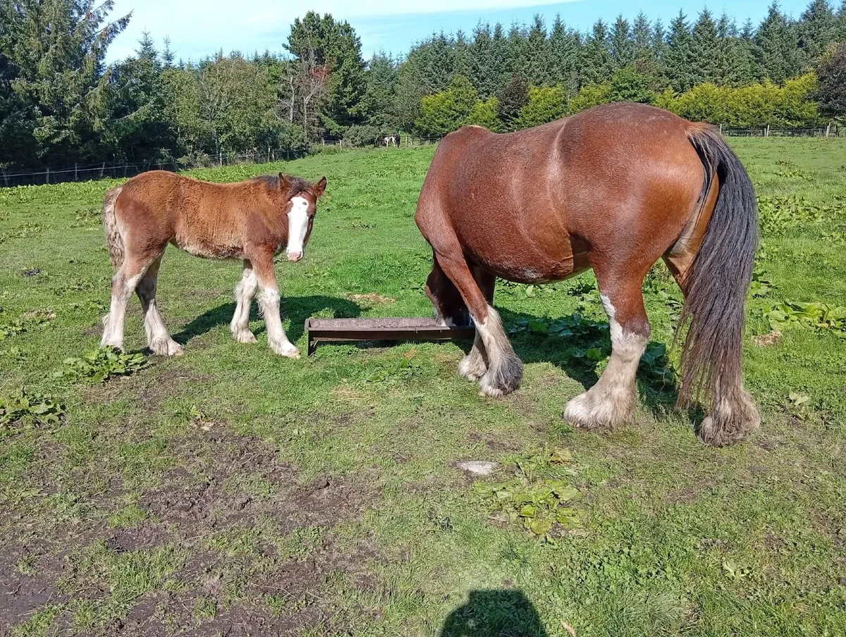 Horses - Image 2