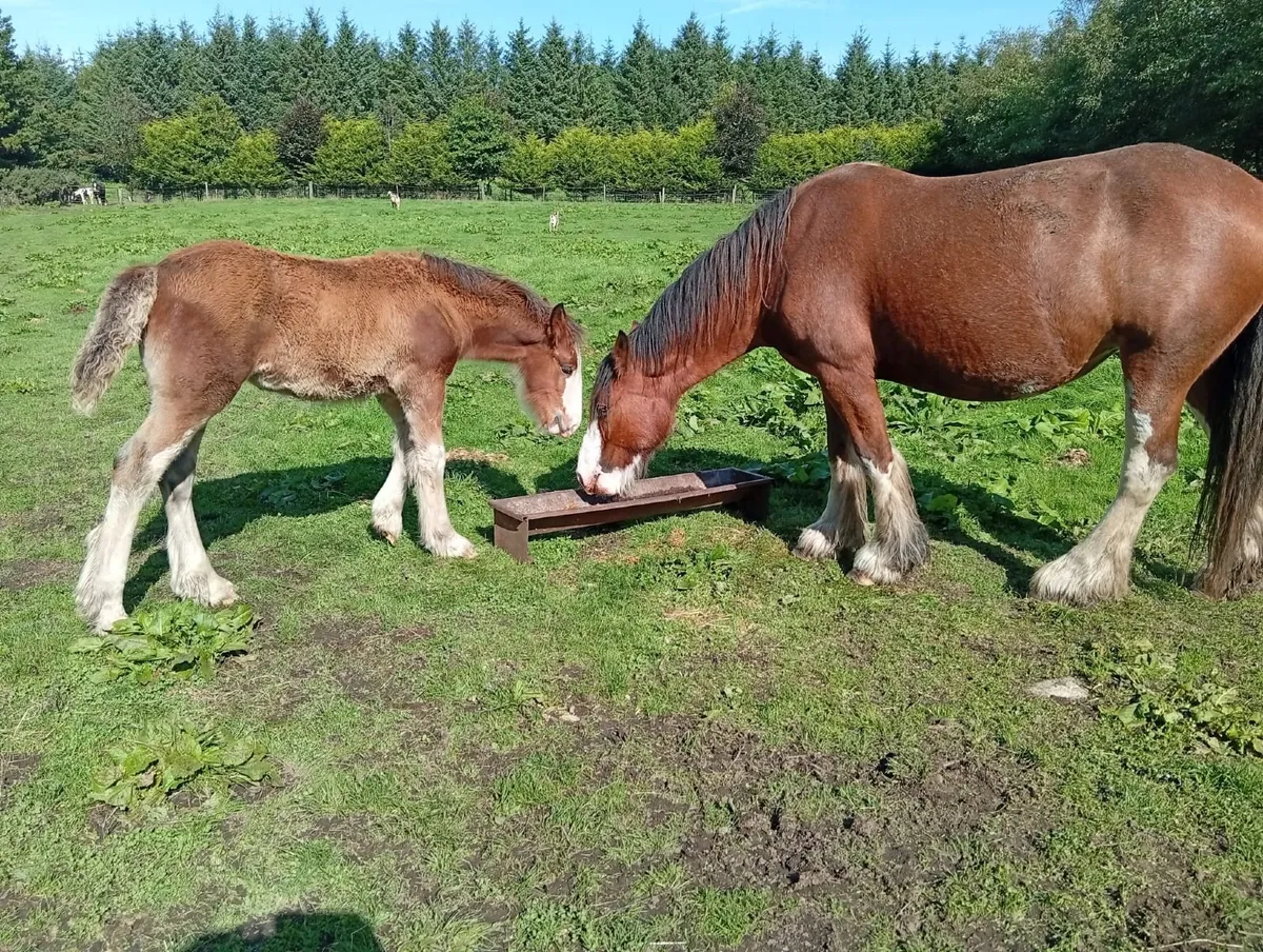 Horses - Image 3