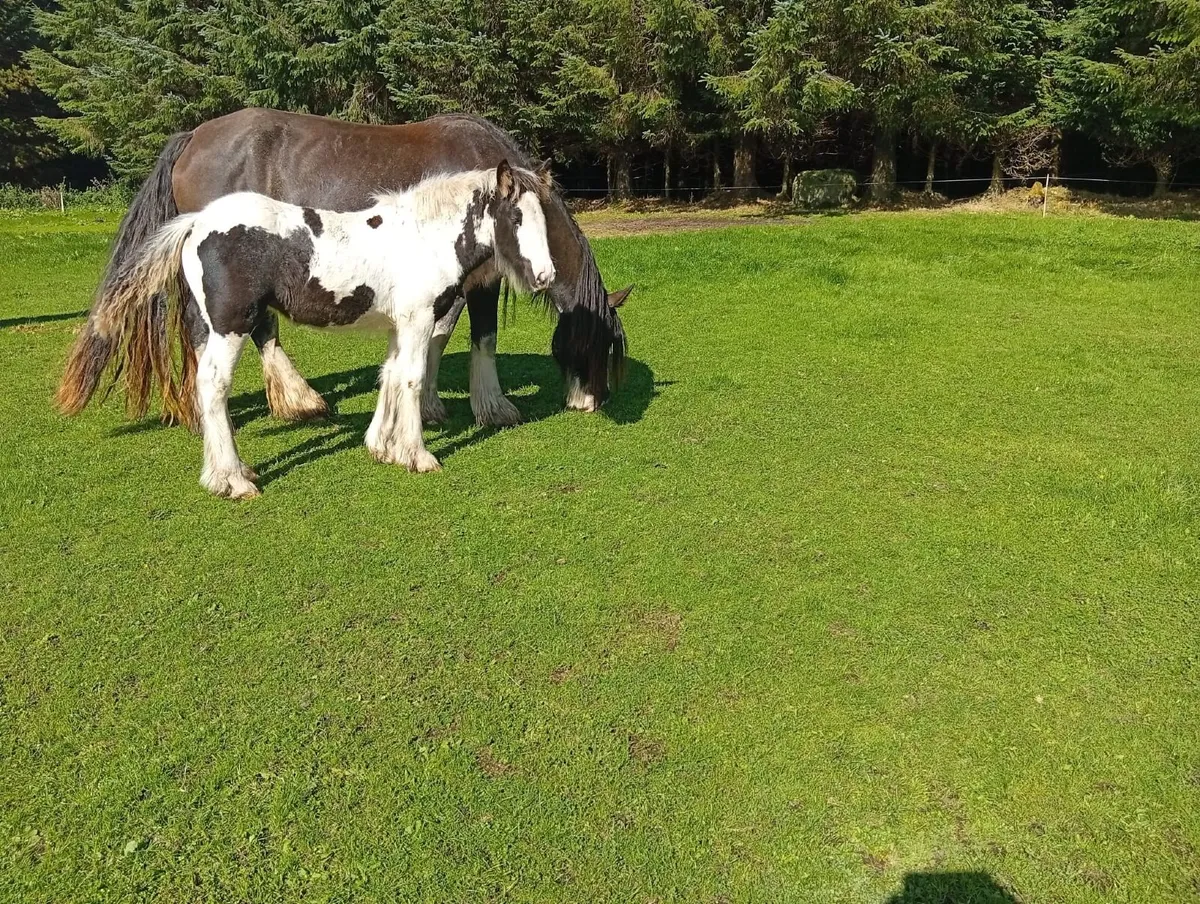 Horses - Image 4