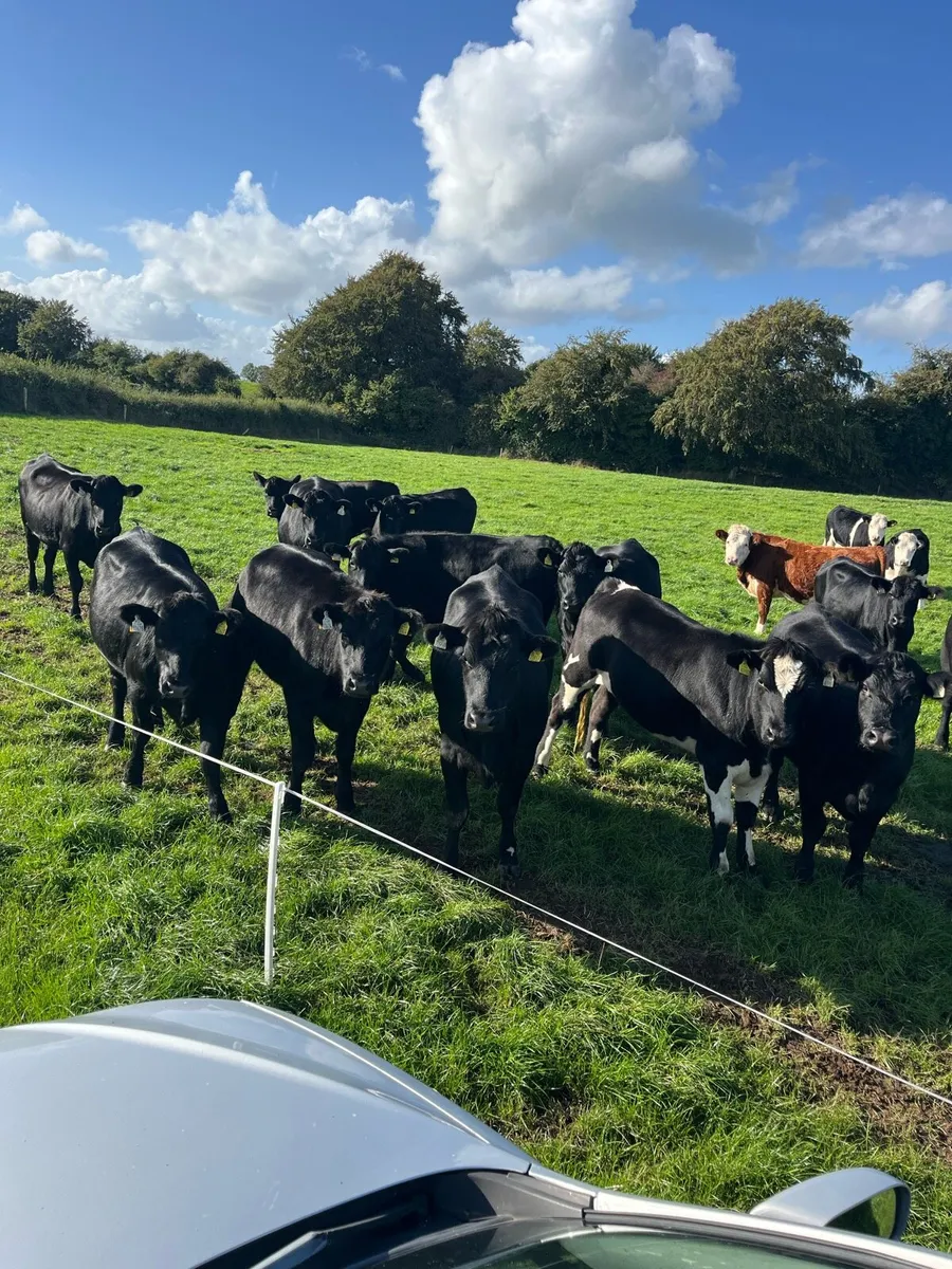 29 Angus and Hereford heifers - Image 1