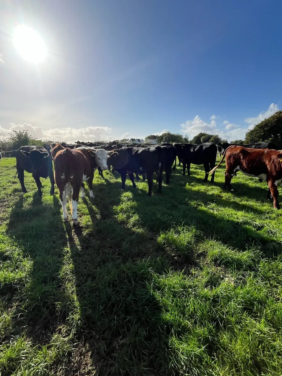 29 Angus and Hereford heifers - Image 2