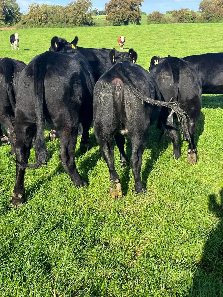 29 Angus and Hereford heifers - Image 3