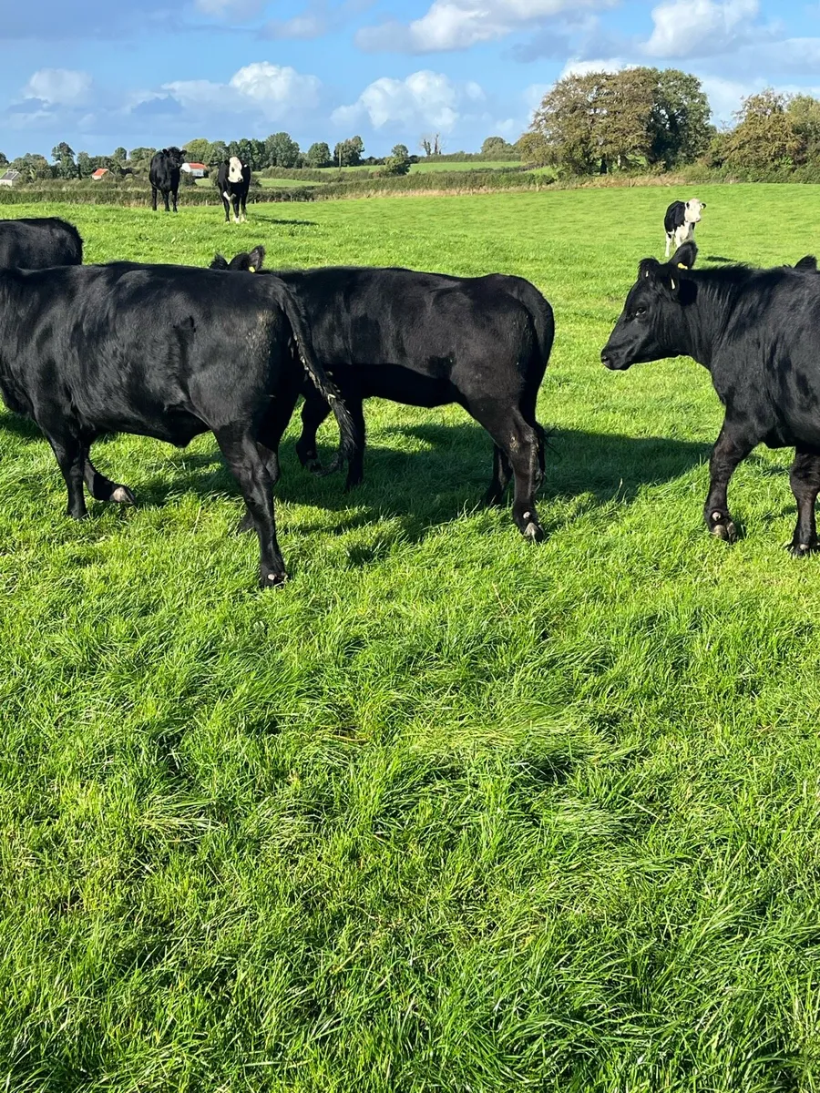 29 Angus and Hereford heifers - Image 4