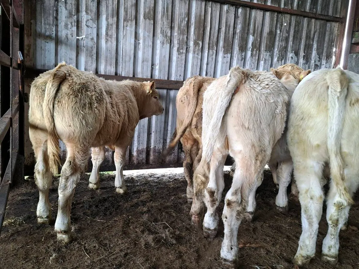8 Smashing U Grade Charlaois bull Weanlings - Image 1