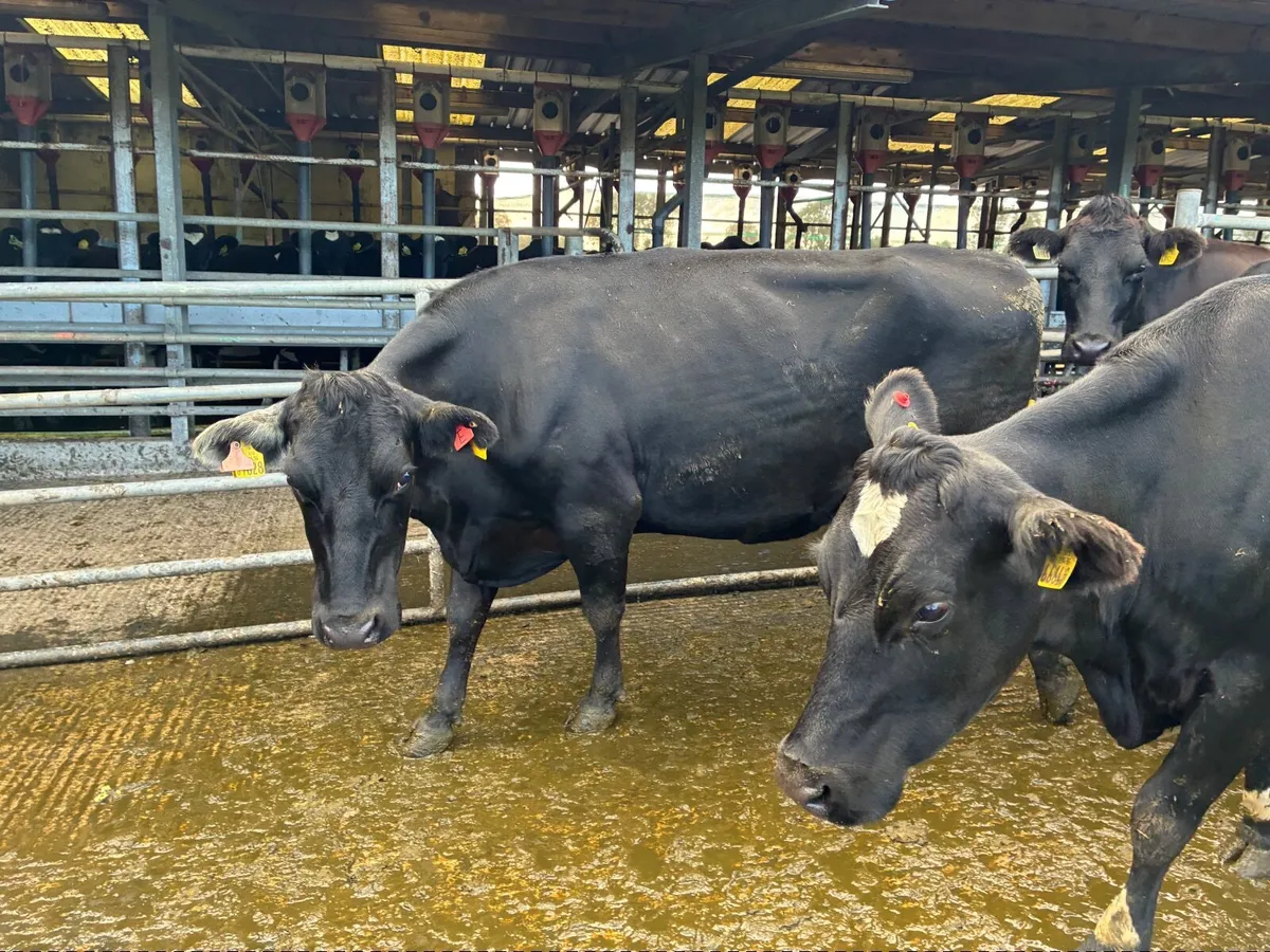 COWS Empty Carryover Cows