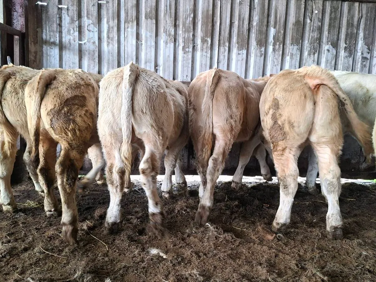 8 Smashing U Grade Charlaois bull Weanlings - Image 2