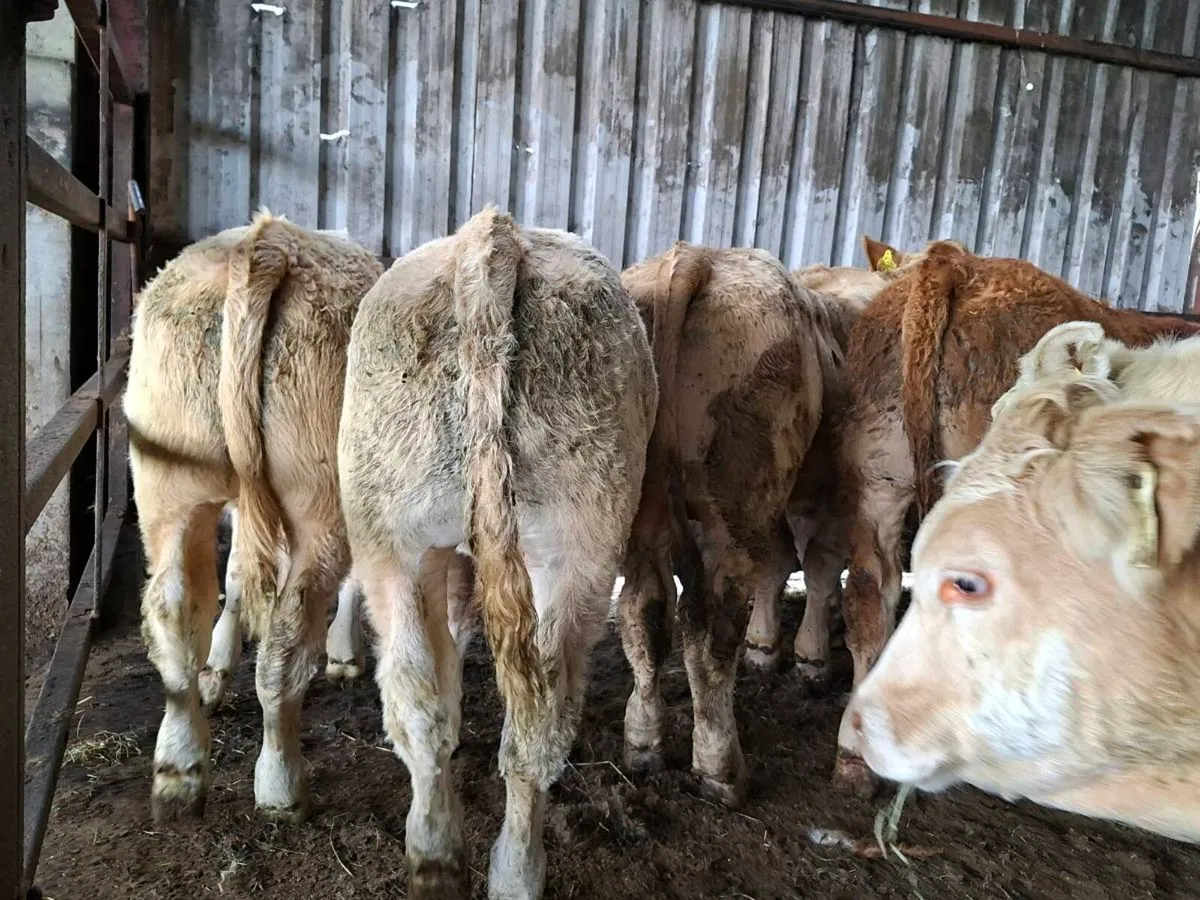 8 Smashing U Grade Charlaois bull Weanlings - Image 3