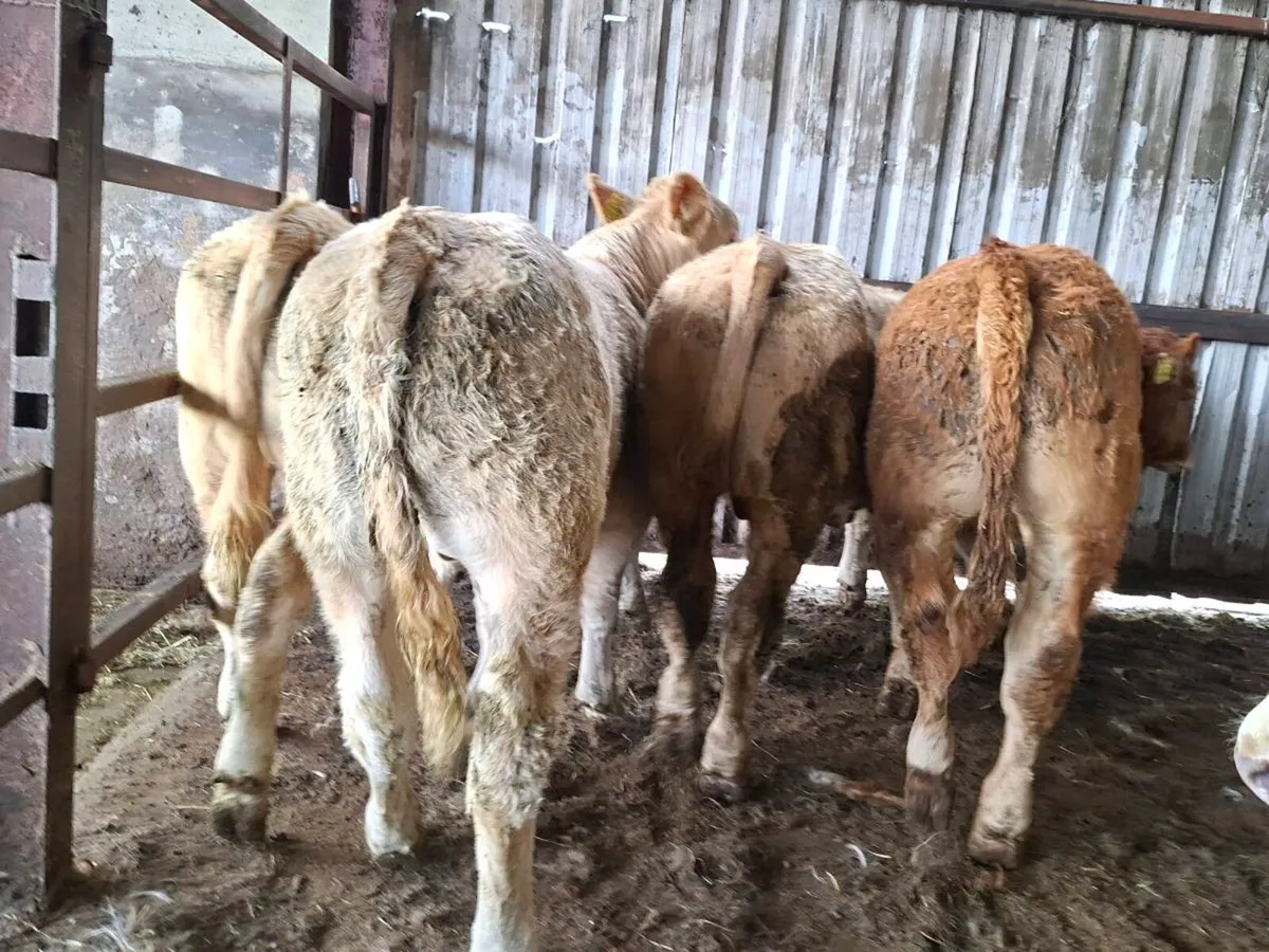8 Smashing U Grade Charlaois bull Weanlings - Image 4