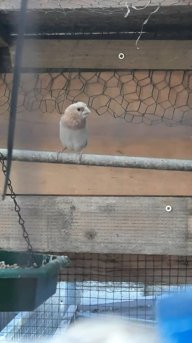 Birds - Image 3