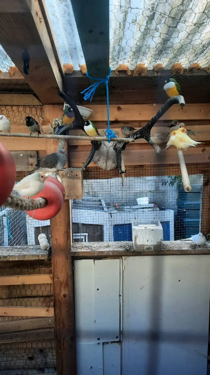 Birds - Image 4