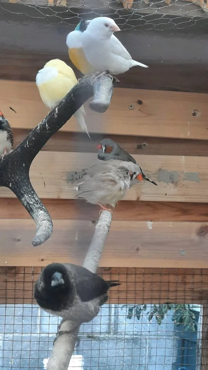 Birds - Image 1