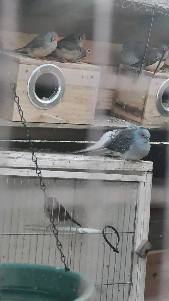 Birds - Image 2